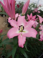 [5201 Macerata VH No01.JPG]